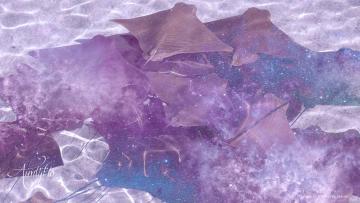 Manta rays