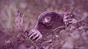 Mole
