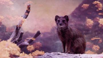 Mongoose