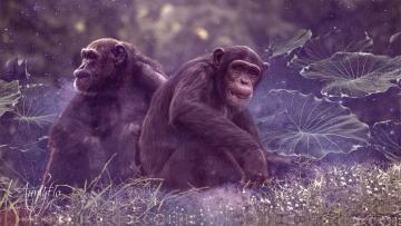 Monkey