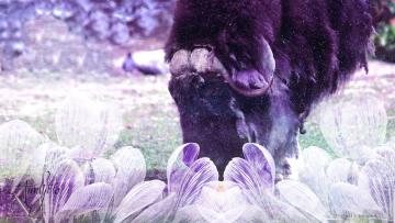 Musk Ox