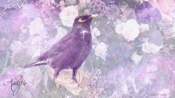 Mynas