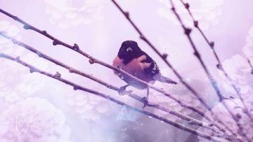 Oriole