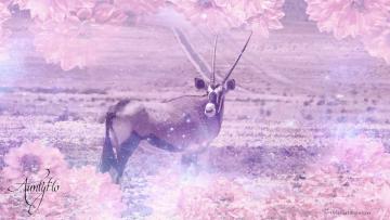Oryx/Gemsbok