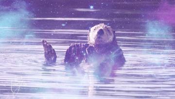 Otter
