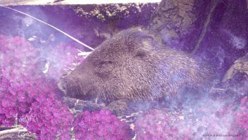 Peccary