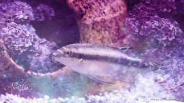 Perch