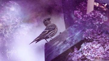 Pine Siskin
