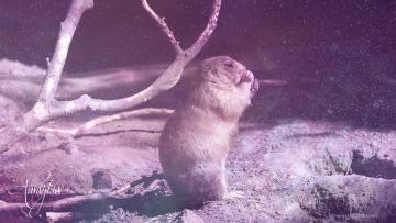 Prairie Dog