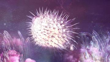 Pufferfish