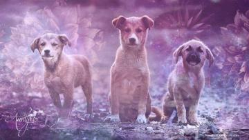 Puppies