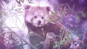 Red Panda