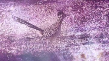 Road Runner