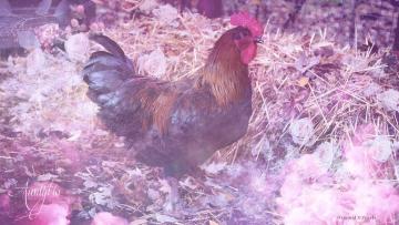 Rooster