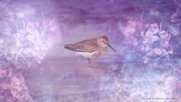 Sandpiper / Peep