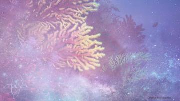 Sea Fan Symolism