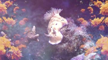 Sea Slug