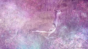 Secretary Bird