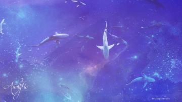 Shark