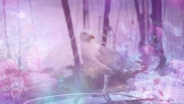 Silver Gull