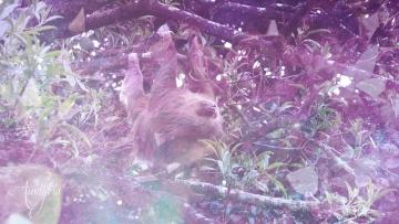 Sloth