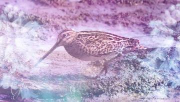 Snipe
