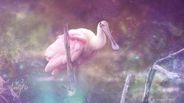 Spoonbill