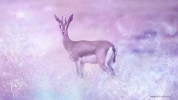 Springbok