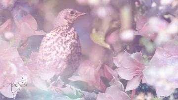 Thrush