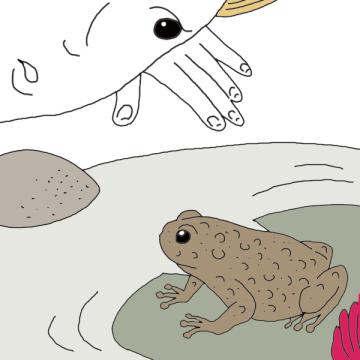 Toad spiritual meaning