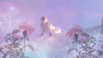 Vervet Monkey