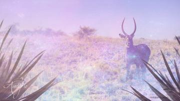 Waterbuck