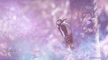 Woodpecker