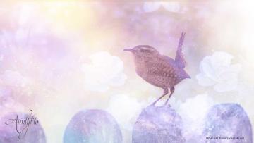 Wren