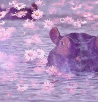 Hippopotamus Animal Totem