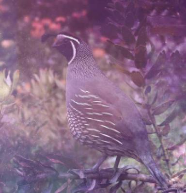 Quail